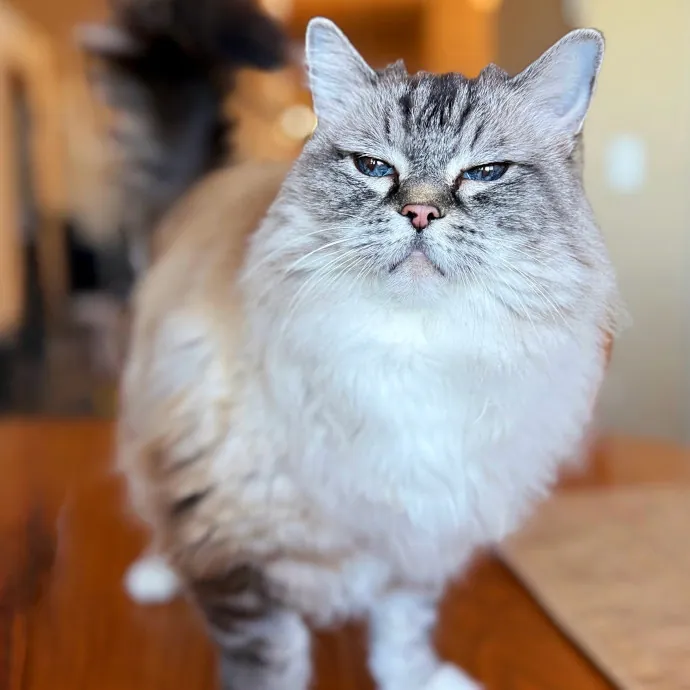 Your Cat's Purrfect Friend