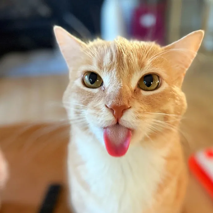 Your Cat's Purrfect Friend