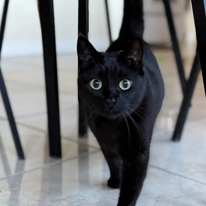 Your Cat's Purrfect Friend