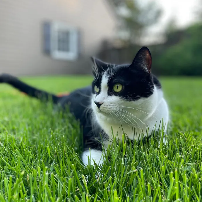 Laura's Cat Experience