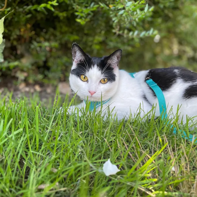 Laura's Cat Experience