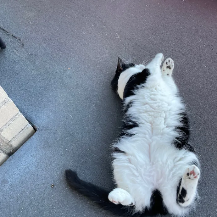 Laura's Cat Experience