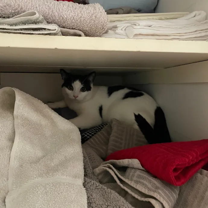 Laura's Cat Experience