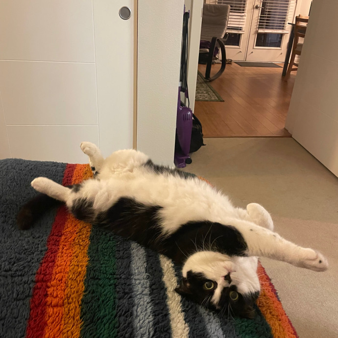 Laura's Cat Experience