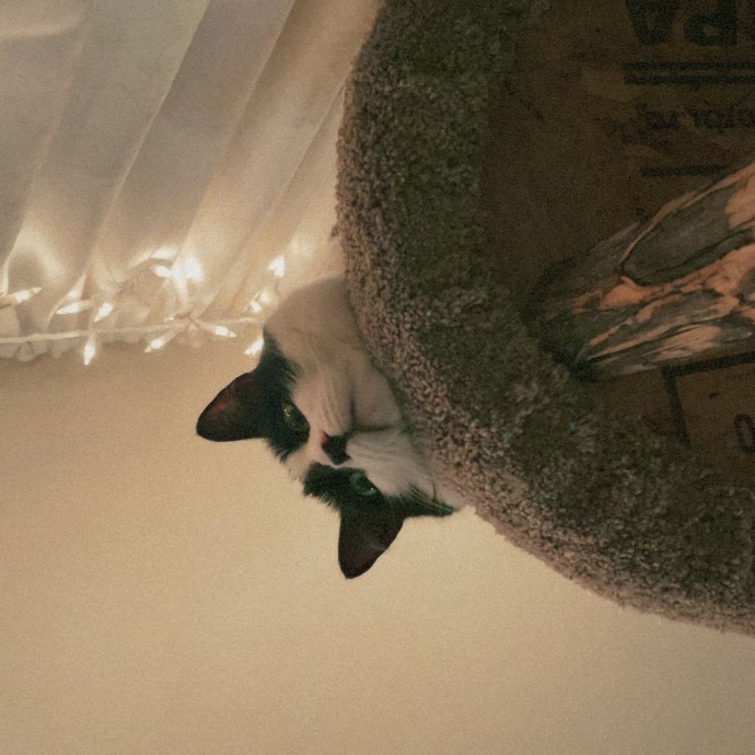 Laura's Cat Experience