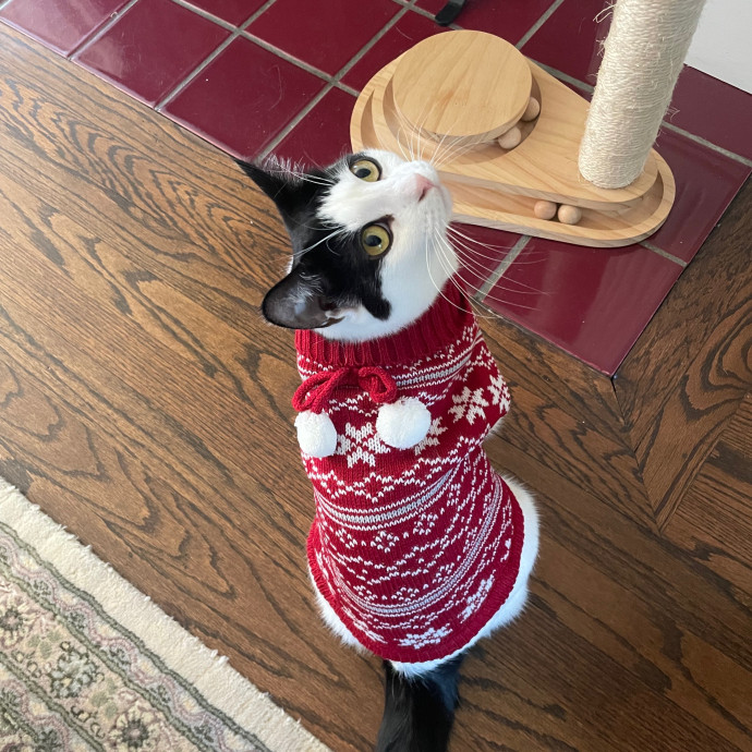 Laura's Cat Experience