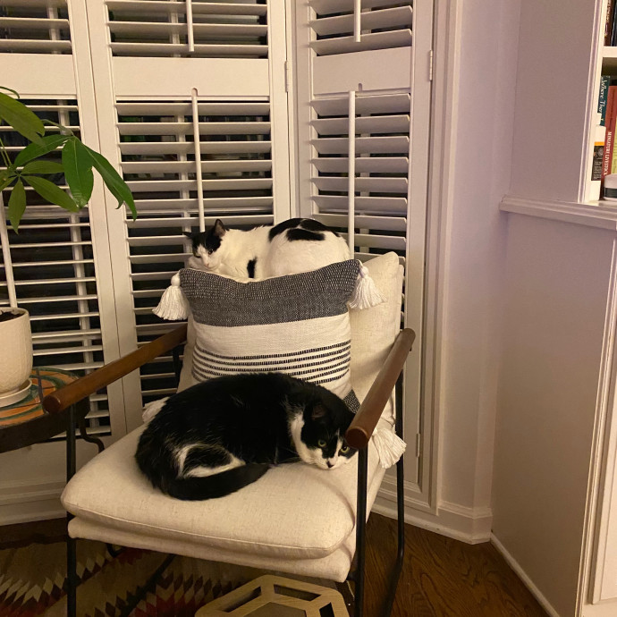 Laura's Cat Experience photo 3