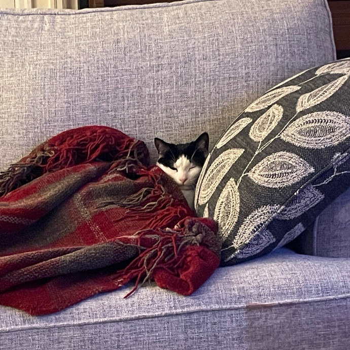 Laura's Cat Experience photo 2