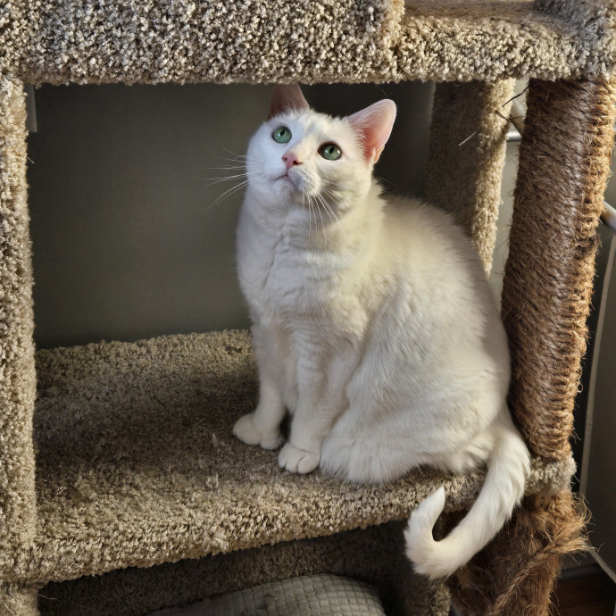 Experienced Cat Momsitter Open To Work