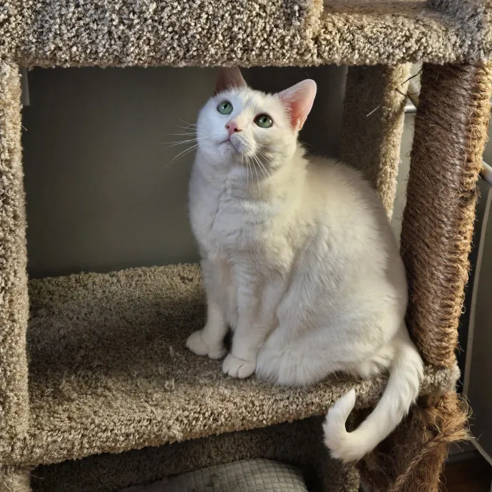 Experienced Cat Momsitter Open To Work