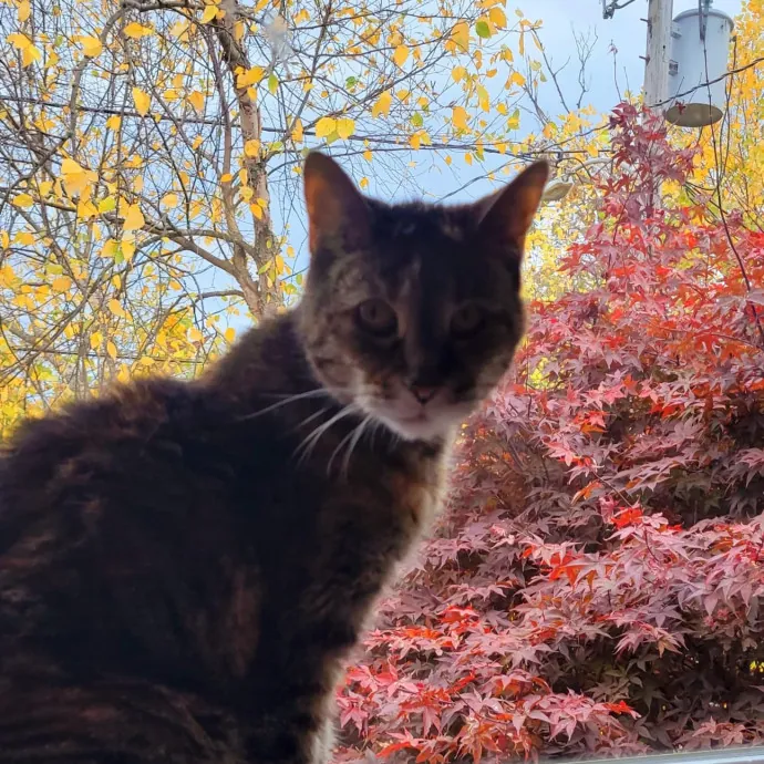 Experienced Cat Momsitter Open To Work