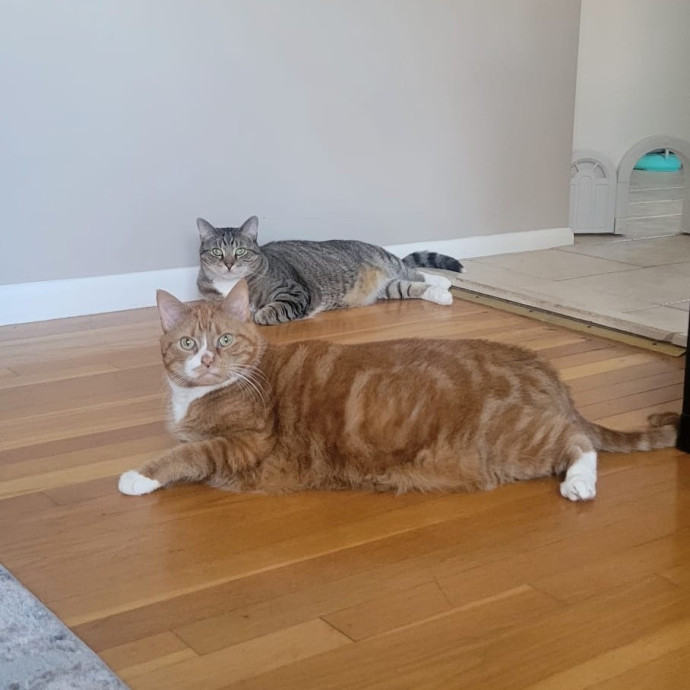Experienced Cat Momsitter Open To Work