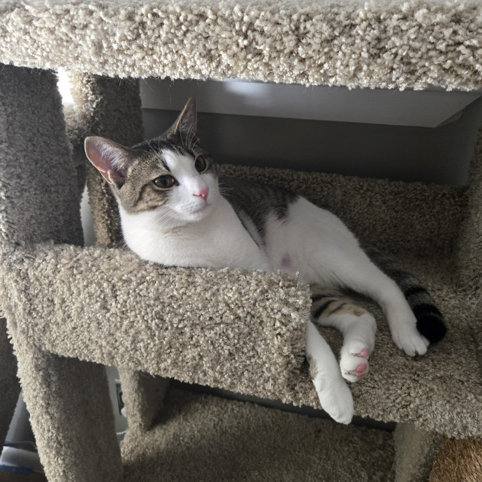 Experienced Cat Momsitter Open To Work
