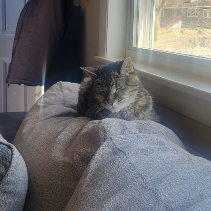 Experienced Cat Momsitter Open To Work