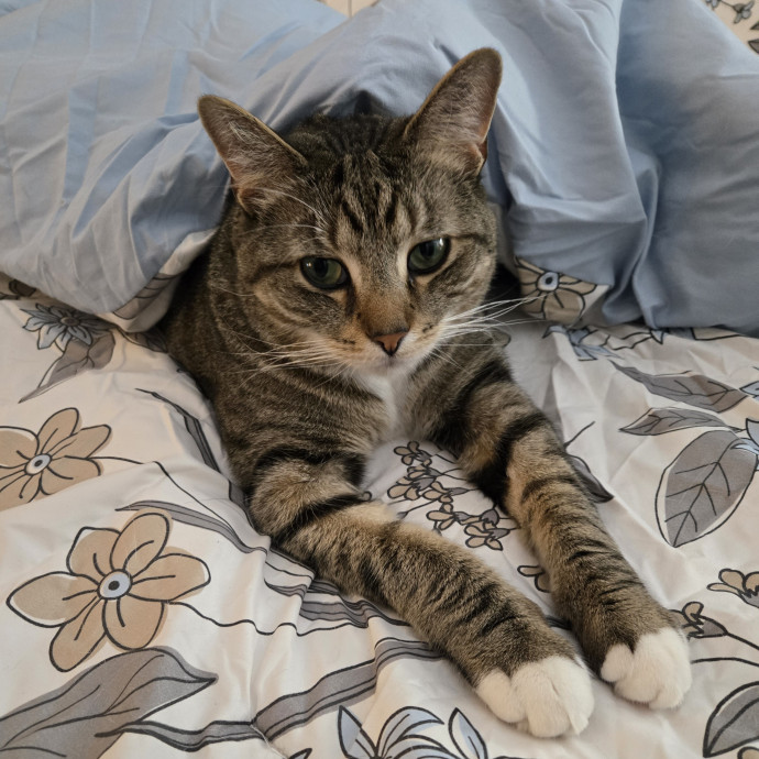 Experienced Cat Momsitter Open To Work photo 3