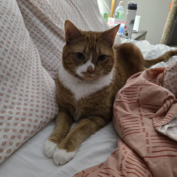Experienced Cat Momsitter Open To Work photo 2