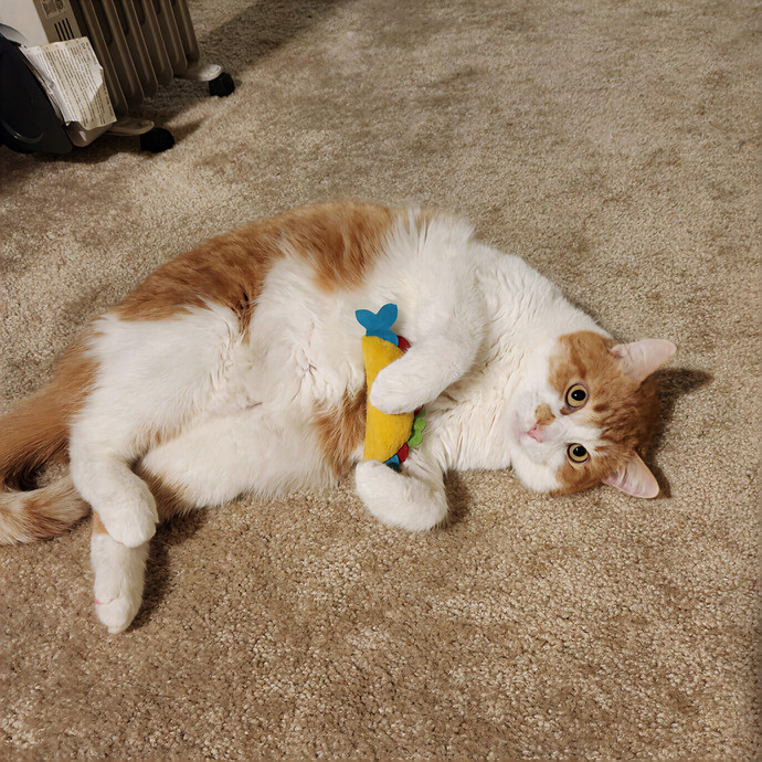 Steel City Kitty Sitter