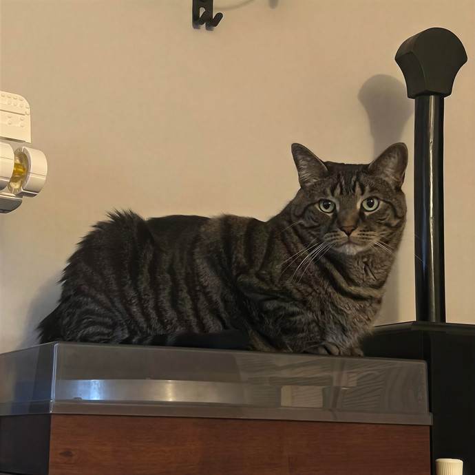 Steel City Kitty Sitter