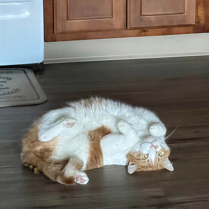 Steel City Kitty Sitter photo 3