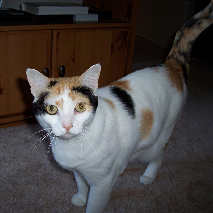 Steel City Kitty Sitter photo 2