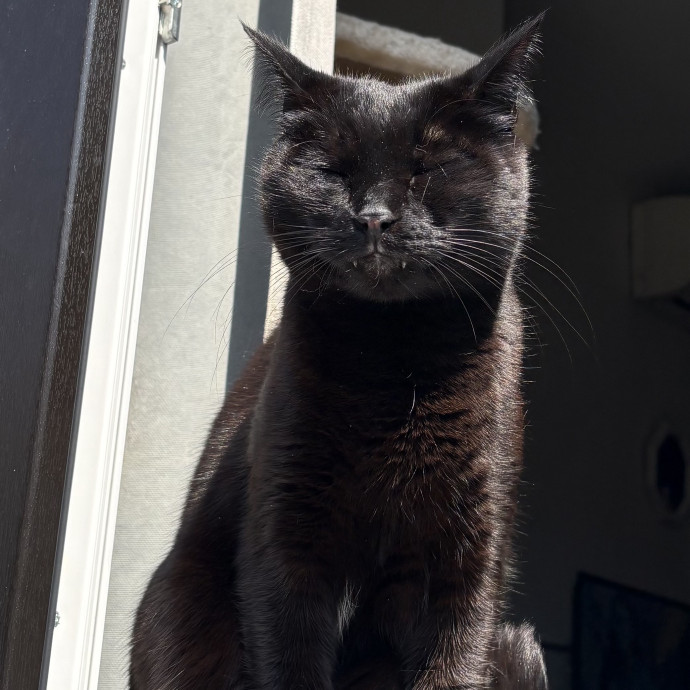 Experiencededucated In Cat Behavior photo 2