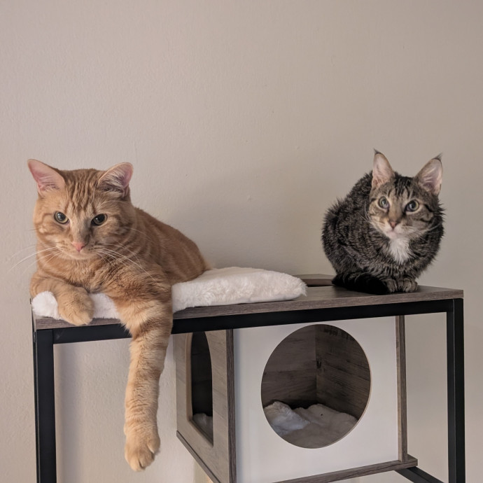 Let Me Care For Your Furry Family Member photo 2
