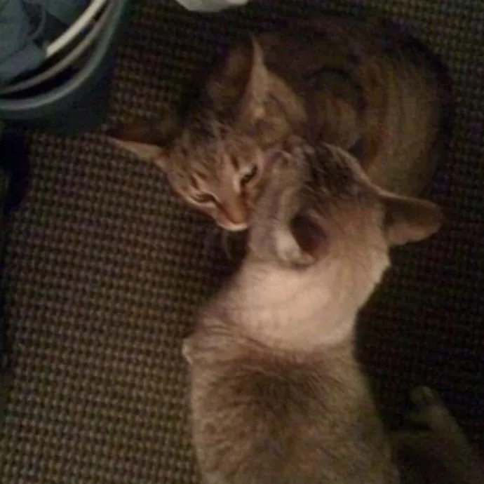 Katherine's Kat Sitting