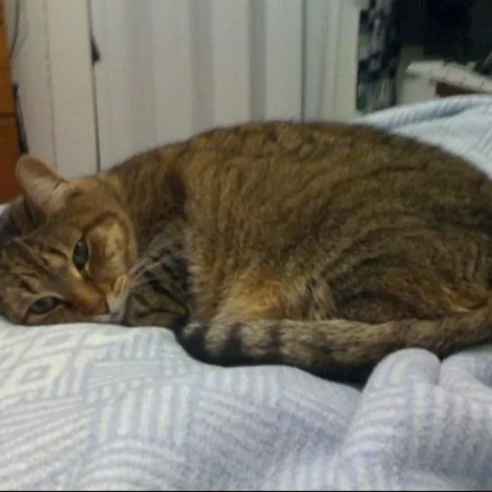 Katherine's Kat Sitting