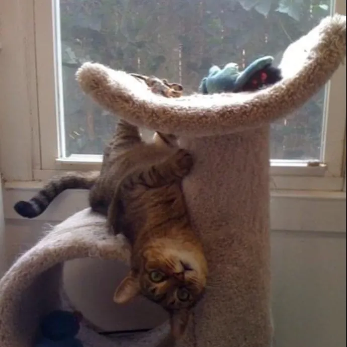 Katherine's Kat Sitting