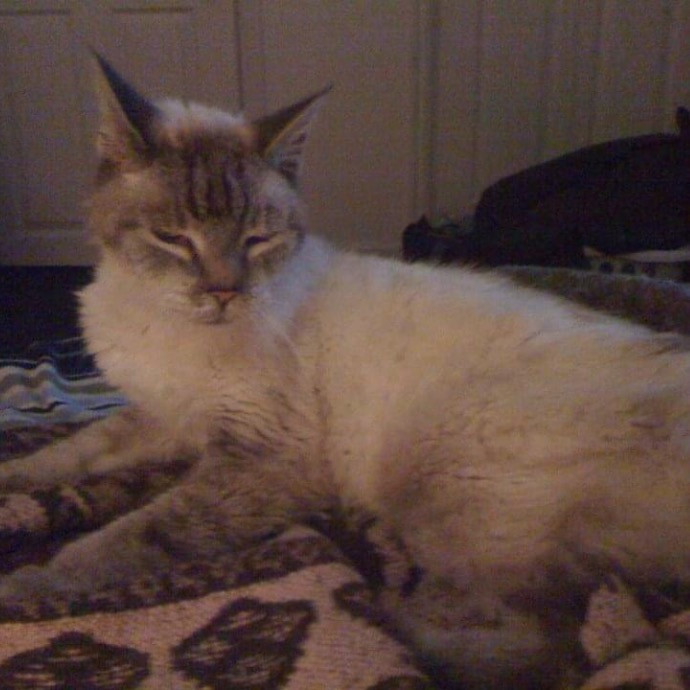 Katherine's Kat Sitting