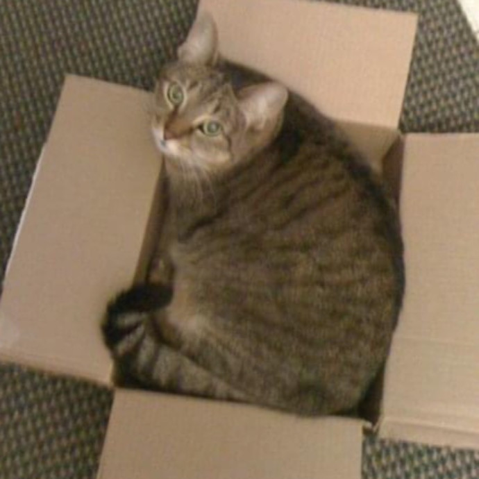 Katherine's Kat Sitting
