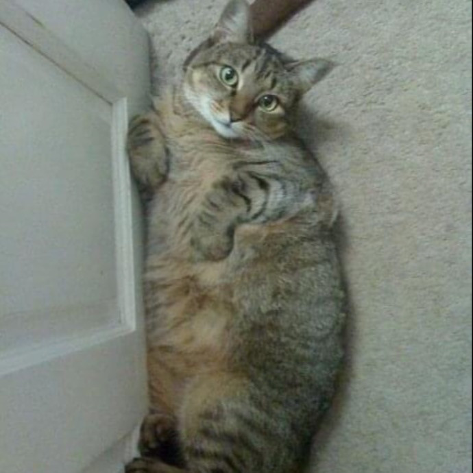 Katherine's Kat Sitting