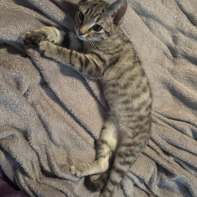 Katherine's Kat Sitting photo 3
