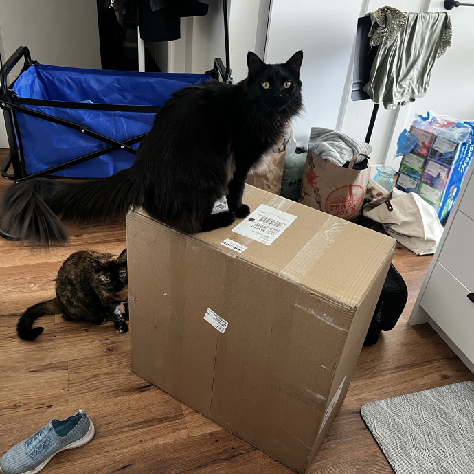 Cat Care From A Cat Mom