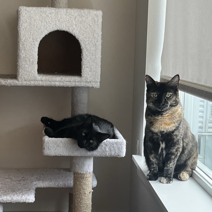 Cat Care From A Cat Mom
