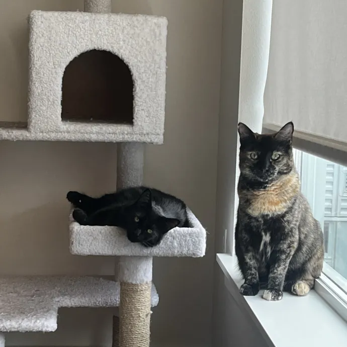 Cat Care From A Cat Mom