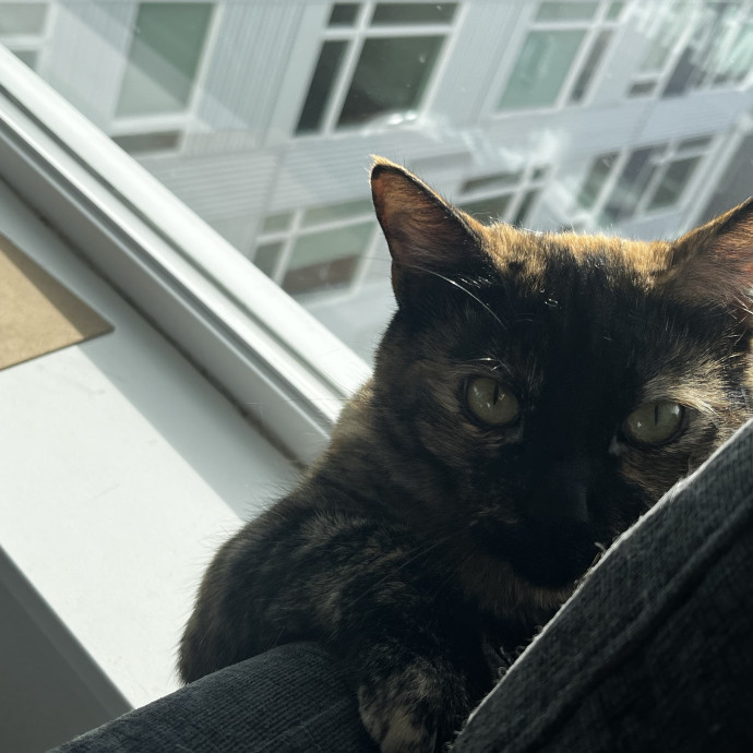 Cat Care From A Cat Mom