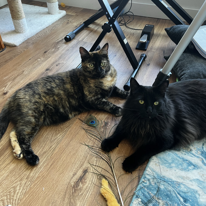 Cat Care From A Cat Mom