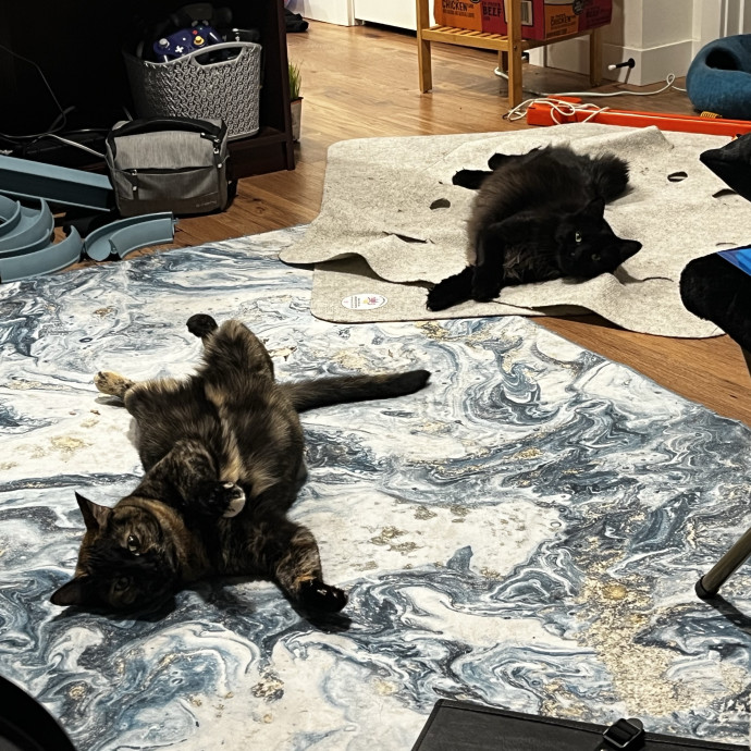 Cat Care From A Cat Mom