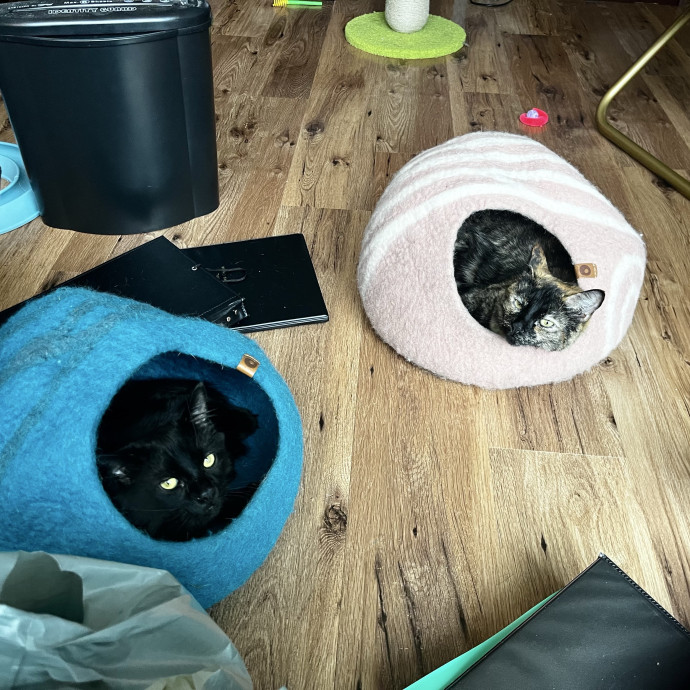 Cat Care From A Cat Mom