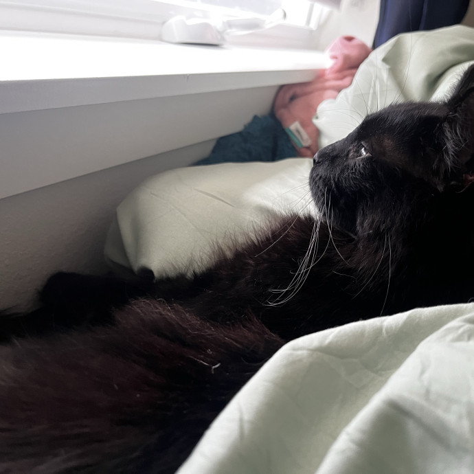 Cat Care From A Cat Mom