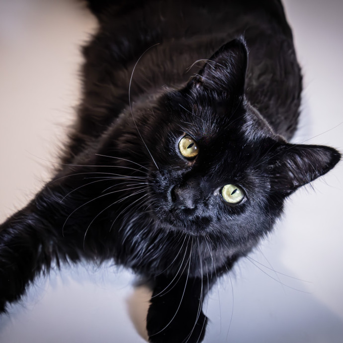 Cat Care From A Cat Mom photo 3