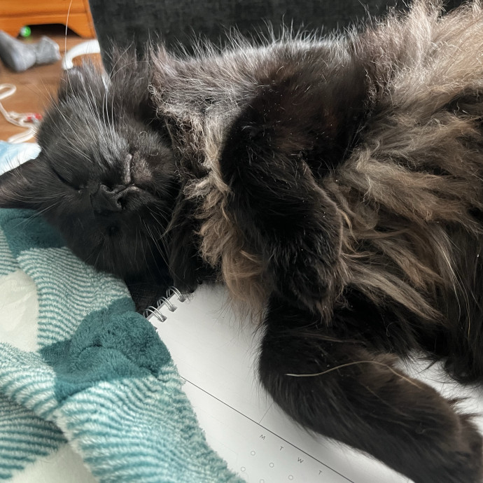 Cat Care From A Cat Mom photo 2