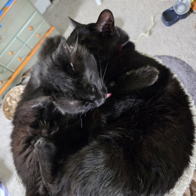Cat Mom Of 8