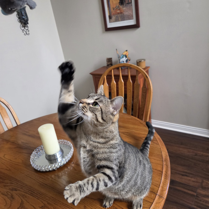 Cat Mom Of 8