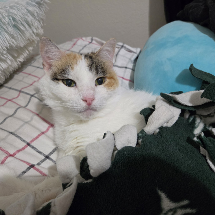 Cat Mom Of 8