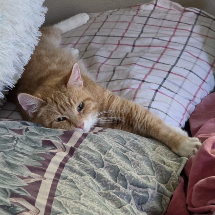 Cat Mom Of 8