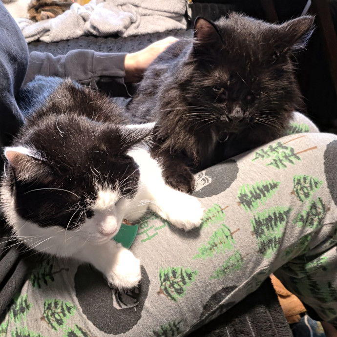 Cat Mom Of 8 photo 3