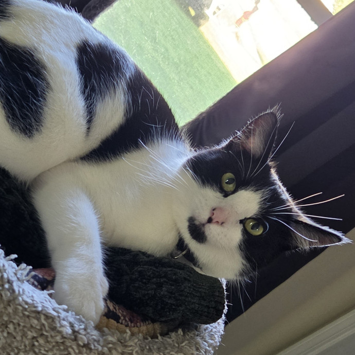 Cat Mom Of 8 photo 2