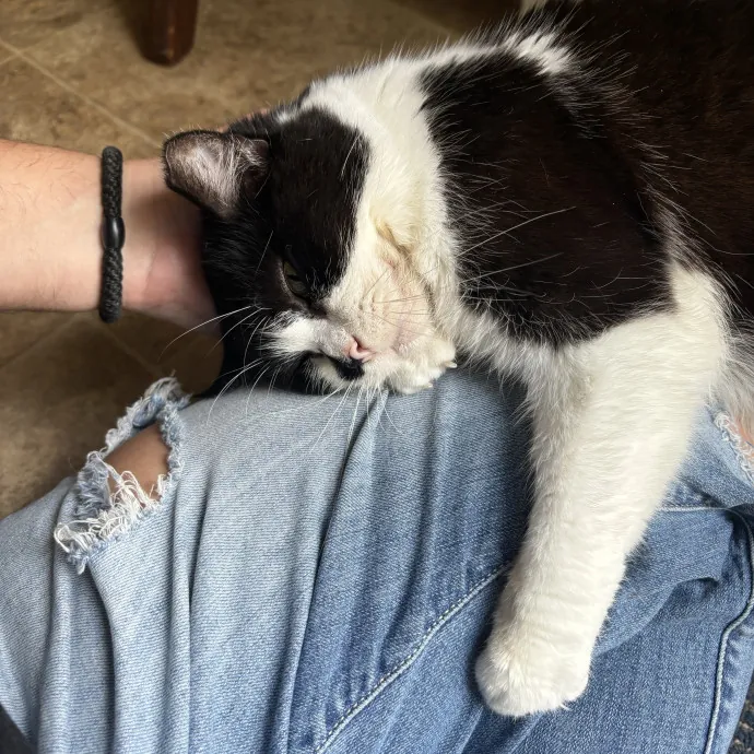 Treating Your Kitties Just Like My Own